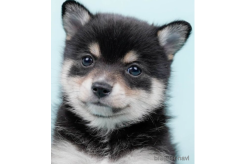 成約済の東京都のミックス犬-225167